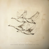 Wild Geese LP