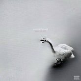 the album cover for Goosebytheway - Nature Boy [White Vinyl]
