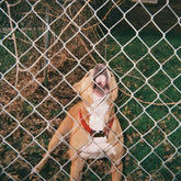 the album cover for Knocked Loose - Pop Culture [Colored Vinyl] (Wht) (Bice) (Spla)
