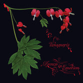 Venamoris - Drown in Emotion LP