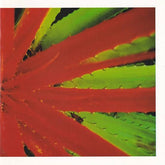 Jejune - This Afternoons Malady CD (Jewel Case)